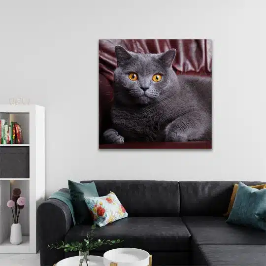 Tablou pisica British Shorthair 4231 living