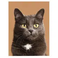 Tablou pisica British Shorthair maro 3084 front