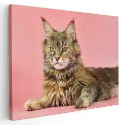 Tablou pisica Maine Coon 4212