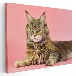 Tablou pisica Maine Coon 4212