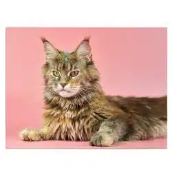 Tablou pisica Maine Coon 4212 front