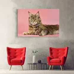 Tablou pisica Maine Coon 4212 hol