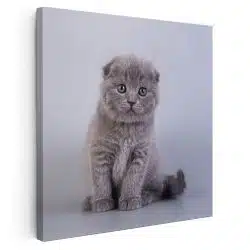 Tablou pisica Scottish Fold 4218