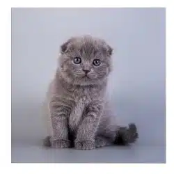 Tablou pisica Scottish Fold 4218 front