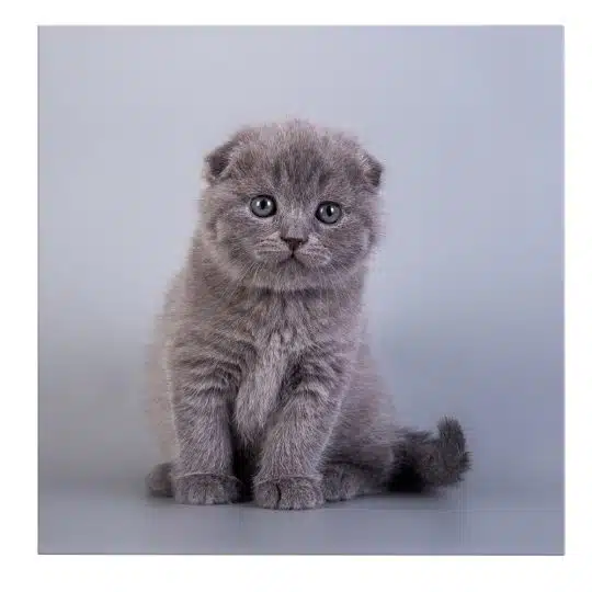 Tablou pisica Scottish Fold 4218 front