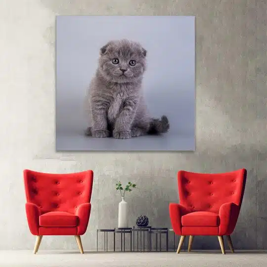 Tablou pisica Scottish Fold 4218 hol