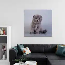 Tablou pisica Scottish Fold 4218 living