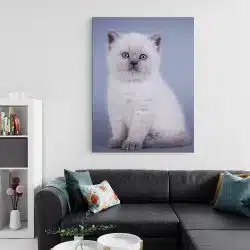 Tablou pisica Scottish Fold 4244 living 2