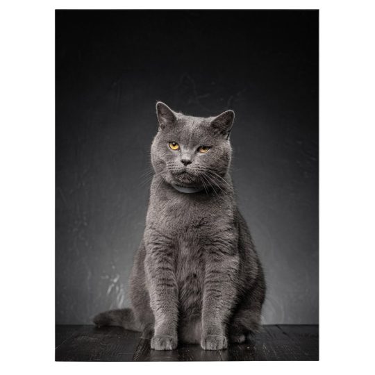 Tablou pisica gri Chartreux 3081 front