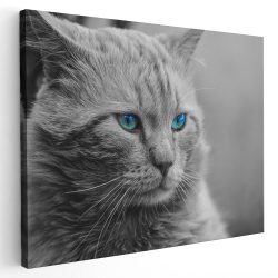 Tablou pisica gri cu ochi albastri 3070