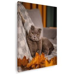 Tablou pisica maro Scottish Fold 3088