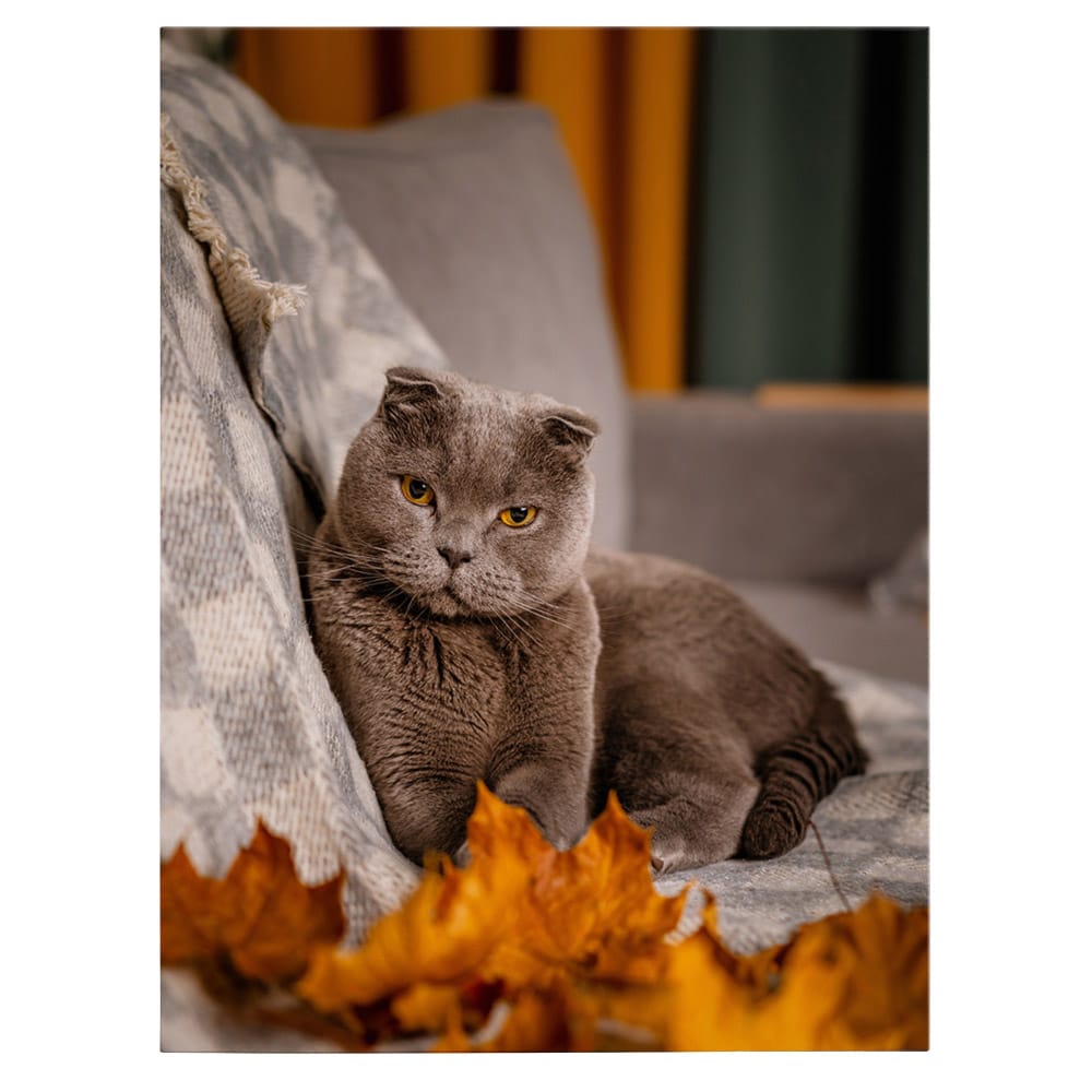 Tablou pisica maro Scottish Fold pisici - Material produs:: Poster pe hartie FARA RAMA, Dimensiunea:: 70x100 cm