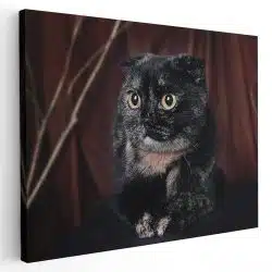 Tablou pisica neagra Scottish Fold 4211