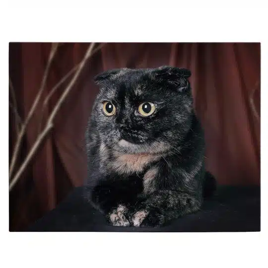 Tablou pisica neagra Scottish Fold 4211 front