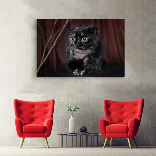 Tablou pisica neagra Scottish Fold 4211 hol