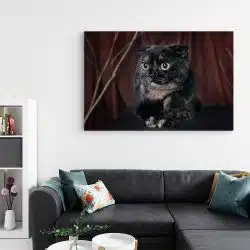 Tablou pisica neagra Scottish Fold 4211 living