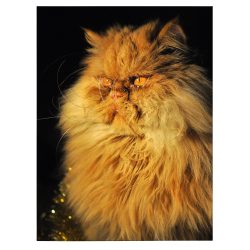 Tablou pisica persana crem 3079 front