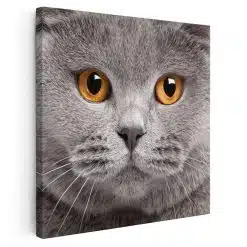 Tablou portret pisica British Shorthair 4227