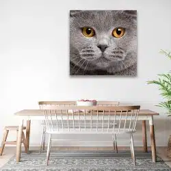 Tablou portret pisica British Shorthair 4227 bucatarie