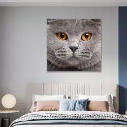 Tablou portret pisica British Shorthair 4227 dormitor