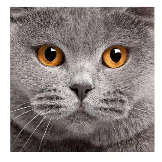 Tablou portret pisica British Shorthair 4227 front