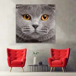 Tablou portret pisica British Shorthair 4227 hol