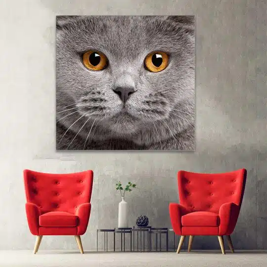 Tablou portret pisica British Shorthair 4227 hol