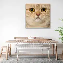 Tablou portret pisica British Shorthair 4233 bucatarie