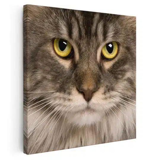 Tablou portret pisica Maine Coon 4229