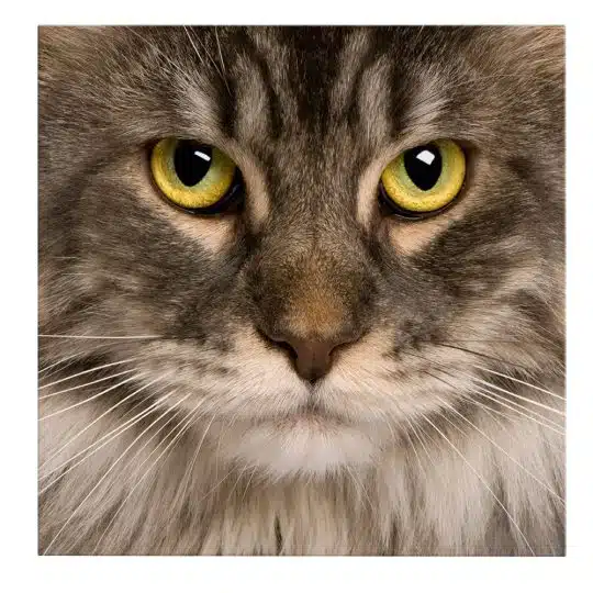 Tablou portret pisica Maine Coon 4229 front