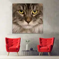 Tablou portret pisica Maine Coon 4229 hol