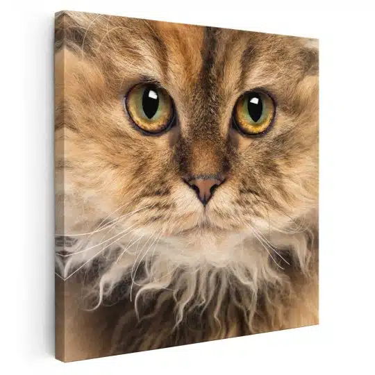 Tablou portret pisica Selkirk Rex 4230