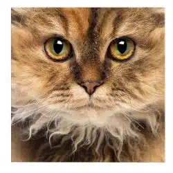 Tablou portret pisica Selkirk Rex 4230 front