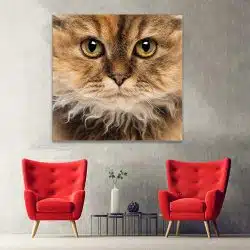 Tablou portret pisica Selkirk Rex 4230 hol