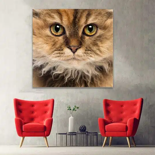 Tablou portret pisica Selkirk Rex 4230 hol