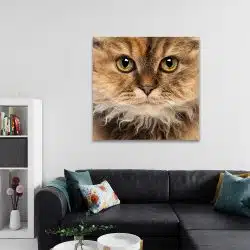 Tablou portret pisica Selkirk Rex 4230 living