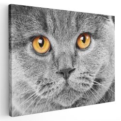 Tablou portret pisica gri detaliu 3063