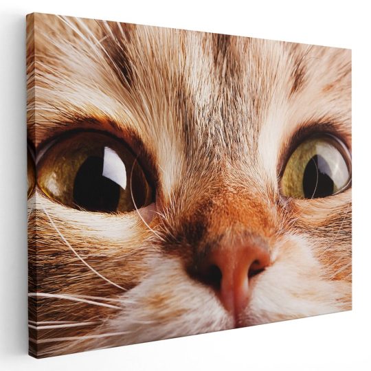 Tablou portret pisica maro detaliu 3069