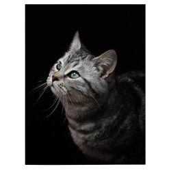 Tablou portret profil pisica gri 3075 front