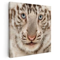 Tablou portret tigru alb 3232