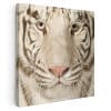Tablou portret tigru alb 3237