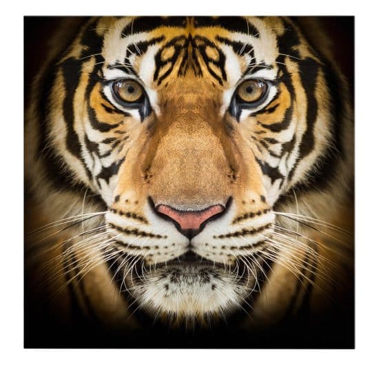 Tablou portret tigru bengalez 3231 frontal