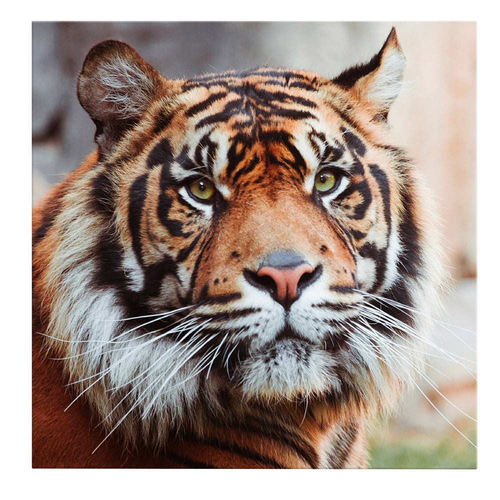 Tablou portret tigru de Sumatra - Material produs:: Poster pe hartie FARA RAMA, Dimensiunea:: 80x80 cm