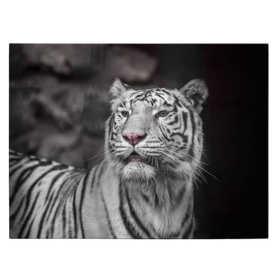 Tablou tigru alb cu ochi albastri 3127 front