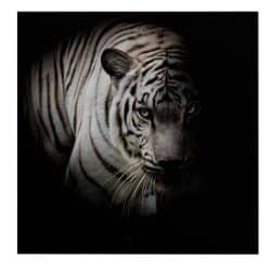 Tablou tigru alb fundal negru 3234 frontal