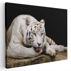Tablou tigru alb odihnindu se 3125