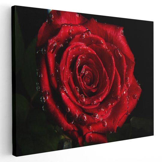 Tablou trandafir rosu cu roua detaliu rosu negru 1624 - Afis Poster Tablou trandafir rosu cu roua pentru living casa birou bucatarie livrare in 24 ore la cel mai bun pret.